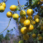 HerbaTherapy-Citrom-illoolaj-Citrus-limonum-3