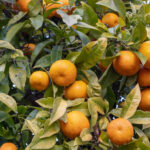 HerbaTherapy-Edesnarancs-illoolaj-Citrus-synensis-ze.-BIO-3