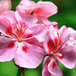 HerbaTherapy-Geranium-illoolaj-Pelargonium-asperum-4