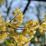 HerbaTherapy-Kubeba-illoolaj-Litsea-citrata-3