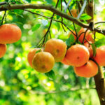 HerbaTherapy-Mandarin-illoolaj-Citrus-reticulata-ze-3