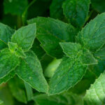 HerbaTherapy-Mezei-menta-illoolaj-Mentha-arvensis-2