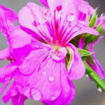 HerbaTherapy-Palmarozsa-illoolaj-Cymbopogon-martinii-3