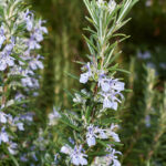 HerbaTherapy-Rozmaring-cineol-illoolaj-Rosmarinus-officinalis-ct.-cineol-2