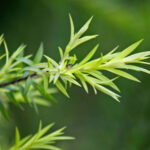 HerbaTherapy-Teafa-illoolaj-Melaleuca-alternifolia-3