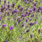 HerbaTherapy-Vadlevendula-illoolaj-Lavandula-latifolia-spica-2